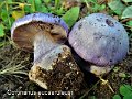 Cortinarius eucaeruleus-amf585
